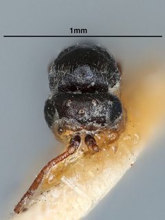 Melanips iowensis by the Smithsonian. Used under a CC0 license.