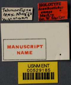 Acanthostichus emmae by the Smithsonian. Used under a CC0 license.