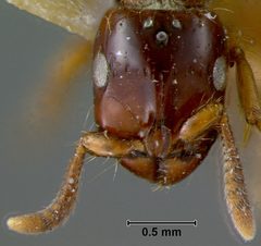 Acanthostichus emmae by the Smithsonian. Used under a CC0 license.