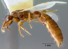 Acanthostichus emmae by the Smithsonian. Used under a CC0 license.