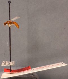 Acanthostichus emmae by the Smithsonian. Used under a CC0 license.
