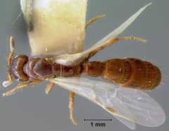Acanthostichus emmae by the Smithsonian. Used under a CC0 license.