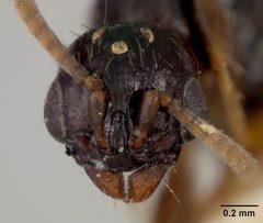 Acanthostichus texanus by the Smithsonian. Used under a CC0 license.