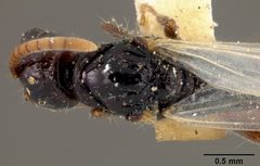 Acanthostichus texanus by the Smithsonian. Used under a CC0 license.