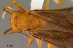 Acromyrmex insinuator by the Smithsonian. Used under a CC0 license.