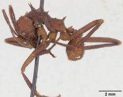 Acromyrmex (Acromyrmex) octospinosus volcanus by the Smithsonian. Used under a CC0 license.