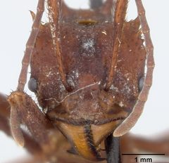 Acromyrmex (Acromyrmex) octospinosus volcanus by the Smithsonian. Used under a CC0 license.