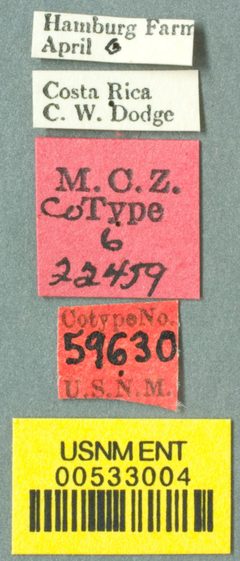 Acromyrmex (Acromyrmex) octospinosus volcanus by the Smithsonian. Used under a CC0 license.