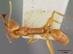 Anochetus africanus var. madagascarensis by the Smithsonian. Used under a CC0 license.