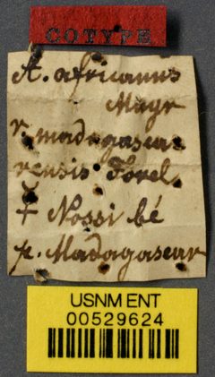 Anochetus africanus var. madagascarensis by the Smithsonian. Used under a CC0 license.