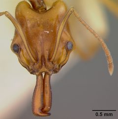 Anochetus africanus var. madagascarensis by the Smithsonian. Used under a CC0 license.