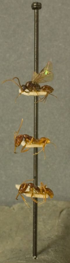 Anochetus cato var. subfasciatus by the Smithsonian. Used under a CC0 license.