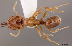 Anochetus orchidicola by the Smithsonian. Used under a CC0 license.
