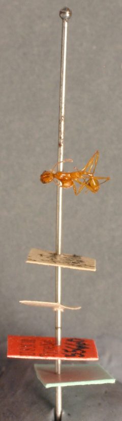 Aphaenogaster (Attomyrma) floridana by the Smithsonian. Used under a CC0 license.