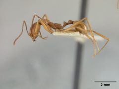 Aphaenogaster (Attomyrma) huachucana by the Smithsonian. Used under a CC0 license.