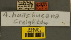 Aphaenogaster (Attomyrma) huachucana by the Smithsonian. Used under a CC0 license.