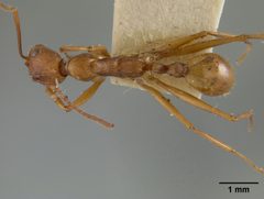 Aphaenogaster (Attomyrma) huachucana by the Smithsonian. Used under a CC0 license.