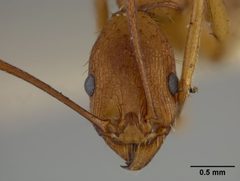 Aphaenogaster (Attomyrma) huachucana by the Smithsonian. Used under a CC0 license.