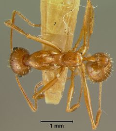 Aphaenogaster texana flemingi by the Smithsonian. Used under a CC0 license.