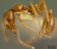 Aphaenogaster texana flemingi by the Smithsonian. Used under a CC0 license.