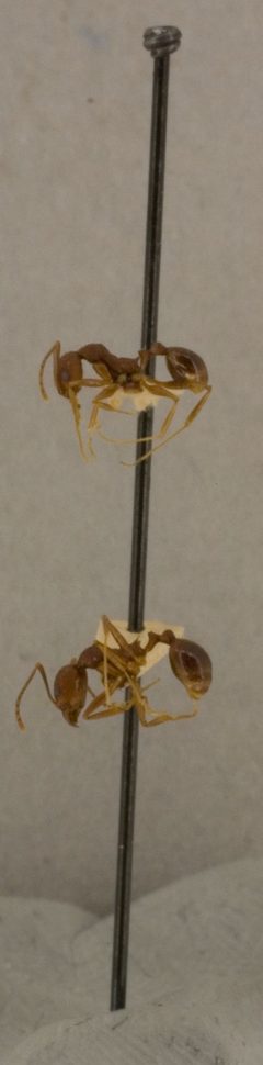 Aphaenogaster (Attomyrma) texana var. miamiana by the Smithsonian. Used under a CC0 license.