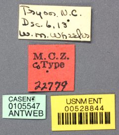 Aphaenogaster texana var. carolinensis by the Smithsonian. Used under a CC0 license.