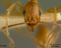 Aphaenogaster texana flemingi by the Smithsonian. Used under a CC0 license.