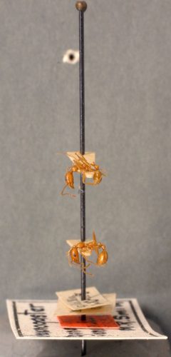 Aphaenogaster texana flemingi by the Smithsonian. Used under a CC0 license.