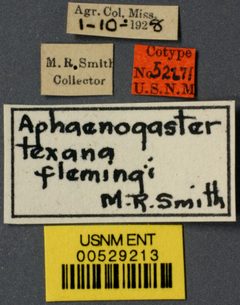 Aphaenogaster texana flemingi by the Smithsonian. Used under a CC0 license.