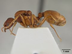 Aphaenogaster treatae pluteicornis by the Smithsonian. Used under a CC0 license.