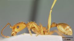 Aphaenogaster treatae pluteicornis var. oklahomensis by the Smithsonian. Used under a CC0 license.