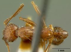 Aphaenogaster treatae harnedi by the Smithsonian. Used under a CC0 license.