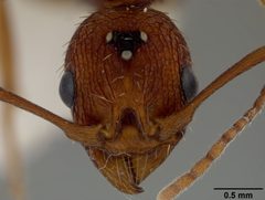 Aphaenogaster treatae pluteicornis by the Smithsonian. Used under a CC0 license.