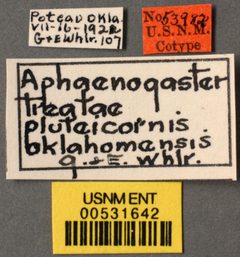 Aphaenogaster treatae pluteicornis var. oklahomensis by the Smithsonian. Used under a CC0 license.