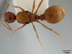 Aphaenogaster treatae pluteicornis by the Smithsonian. Used under a CC0 license.