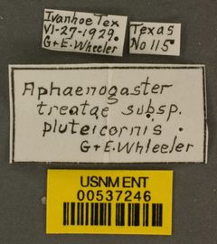 Aphaenogaster treatae pluteicornis by the Smithsonian. Used under a CC0 license.