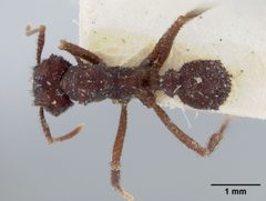 Atta (Trachymyrmex) urichii race marthae by the Smithsonian. Used under a CC0 license.