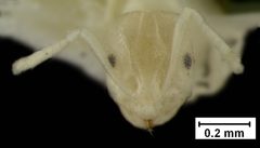 Brachymyrmex depilis flavescens by the Smithsonian. Used under a CC0 license.