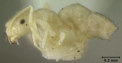 Brachymyrmex depilis flavescens by the Smithsonian. Used under a CC0 license.