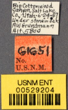Brachymyrmex depilis flavescens by the Smithsonian. Used under a CC0 license.