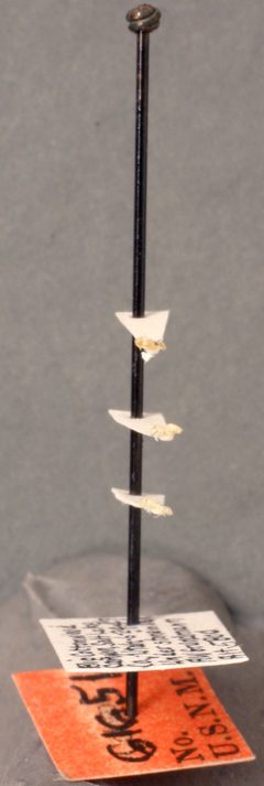 Brachymyrmex depilis flavescens by the Smithsonian. Used under a CC0 license.
