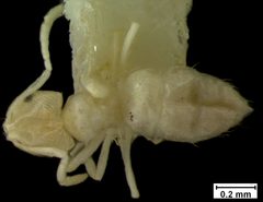 Brachymyrmex depilis flavescens by the Smithsonian. Used under a CC0 license.