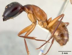 Camponotus acutirostris by the Smithsonian. Used under a CC0 license.