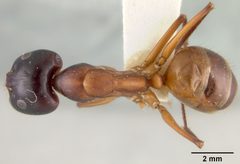 Camponotus acutirostris by the Smithsonian. Used under a CC0 license.