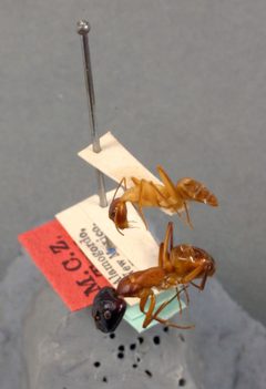 Camponotus acutirostris by the Smithsonian. Used under a CC0 license.