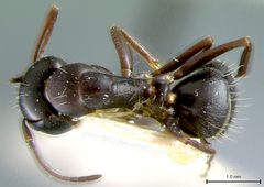 Camponotus anthrax by the Smithsonian. Used under a CC0 license.