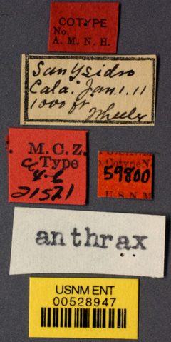 Camponotus anthrax by the Smithsonian. Used under a CC0 license.