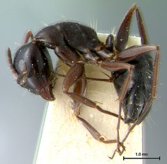 Camponotus anthrax by the Smithsonian. Used under a CC0 license.