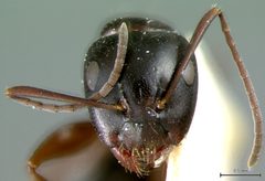 Camponotus anthrax by the Smithsonian. Used under a CC0 license.