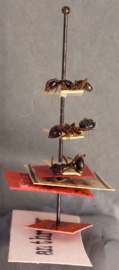 Camponotus anthrax by the Smithsonian. Used under a CC0 license.